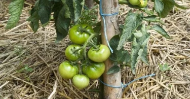 13 astuces pour pousser des tomates en quantité illimité