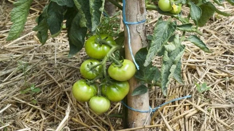 13 astuces pour pousser des tomates en quantité illimité