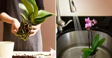Comment faire refleurir une orchidée pour ne plus jamais en racheter ?