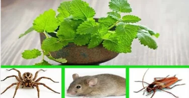 La menthe permet d’éloigner les souris, les araignées et les insectes de votre maison voila comment l’utiliser