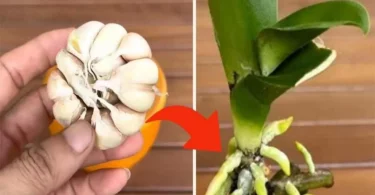 Orchidée, seule cette astuce permet aux jardiniers de la faire vivre pendant de nombreuses années