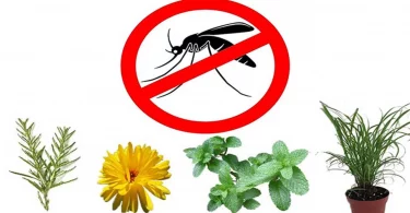 11 Plantes Anti-Moustique Que Vous Devriez Avoir Chez Vous